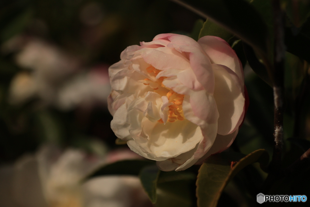 2025四国一人旅4-12