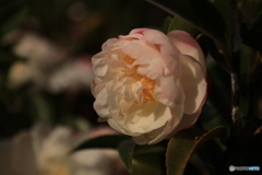 2025四国一人旅4-12