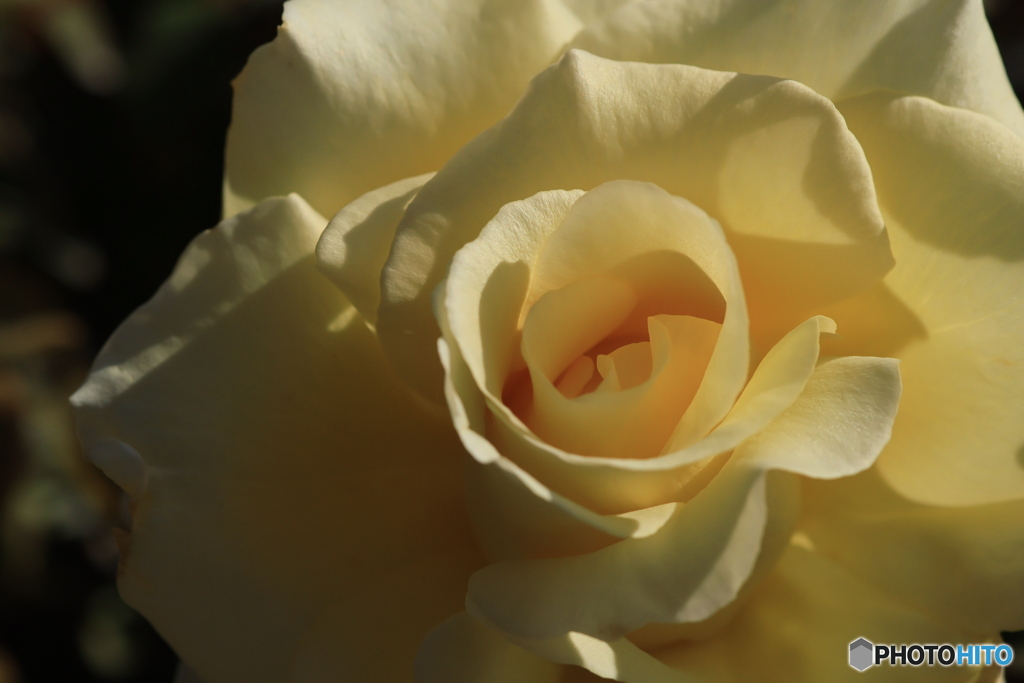 秋のバラ観賞会