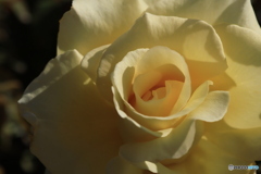 秋のバラ観賞会