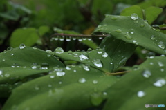 雨上がりの雫