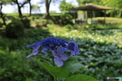 日影が似合う
