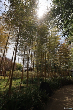 3/31好古園15