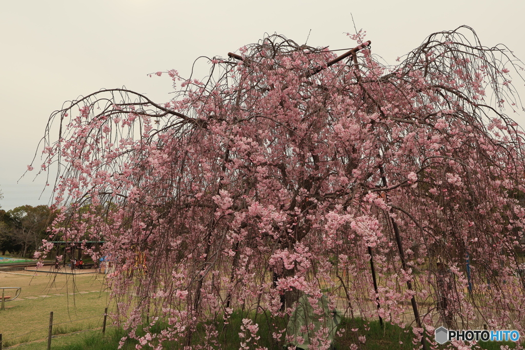 しだれ桜