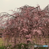 しだれ桜