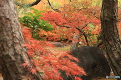 晩秋の好古園28