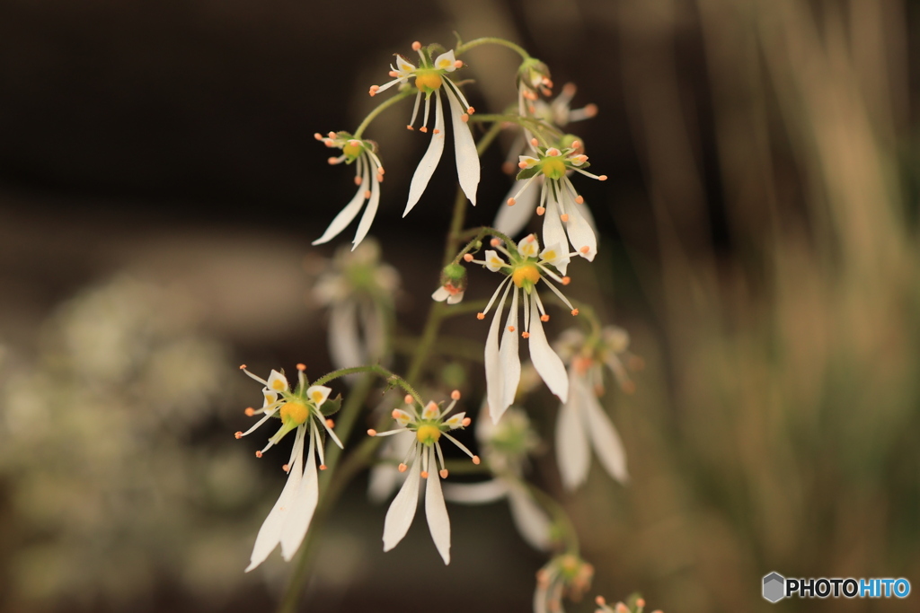 秋の山野草展25