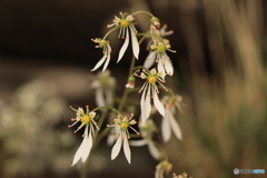 秋の山野草展25