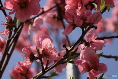 逆光で