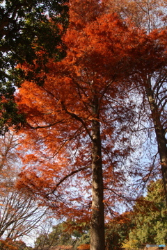 落葉メタセコイア