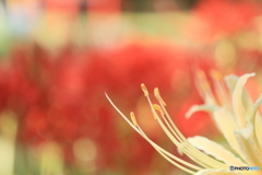 彼岸花24