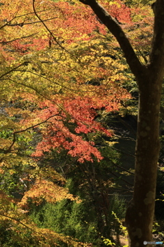 森からの便り13