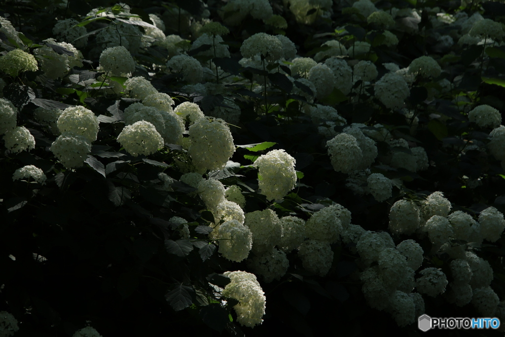 6/29紫陽花53