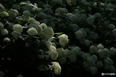 6/29紫陽花53