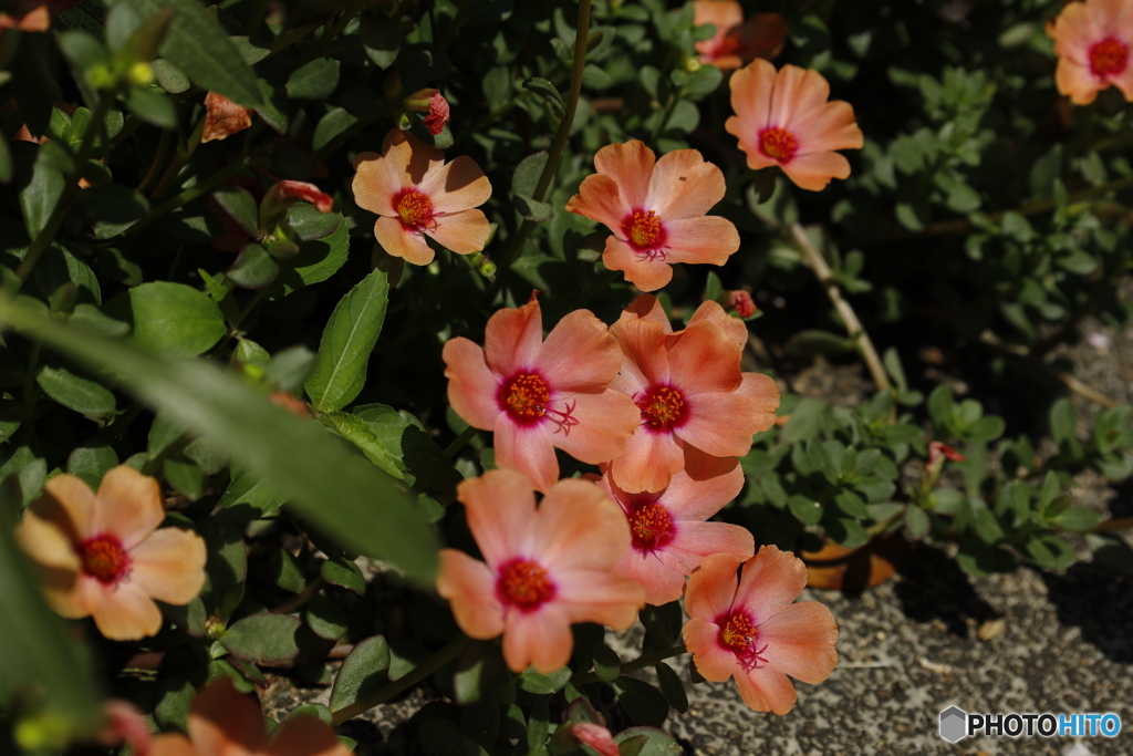 満開の夏の花2