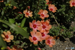満開の夏の花2