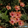 満開の夏の花2