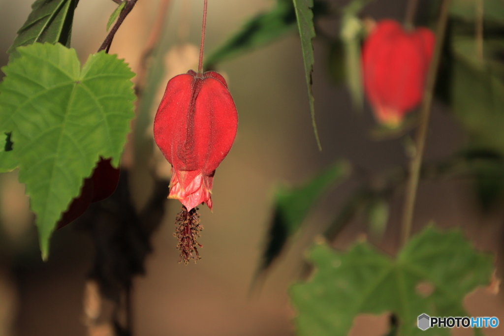 ウキツリボク（チロリアンランプ）