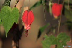 ウキツリボク（チロリアンランプ）