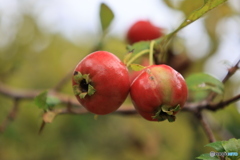 サンザシ3 サンザシ3