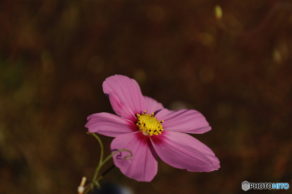 ピンクのコスモス