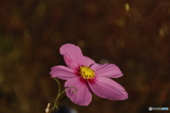 ピンクのコスモス