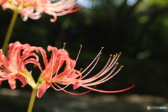 彼岸花4