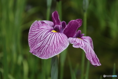 615菖蒲14