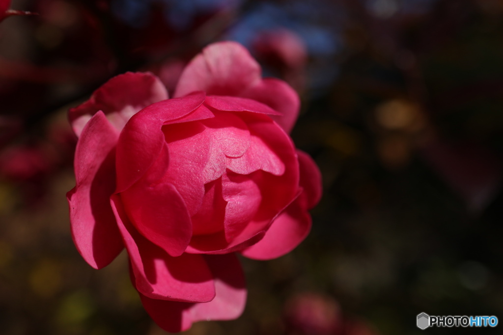 薔薇をアップで3