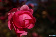 薔薇をアップで3