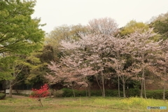 さくらと桃