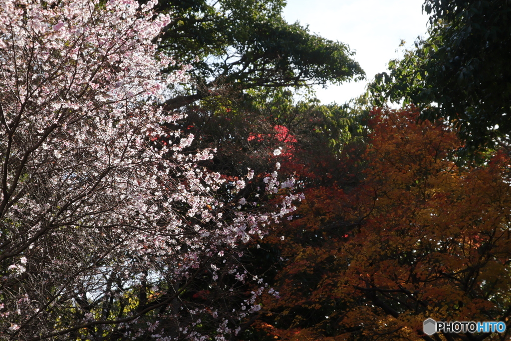 桜と紅葉