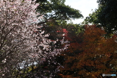 桜と紅葉