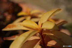 透きとおる橙の葉