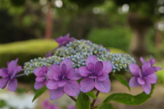 紫陽花