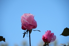 青空とピンクの薔薇