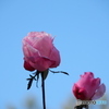 青空とピンクの薔薇