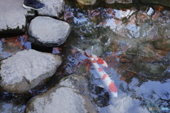 晩秋の相楽園20