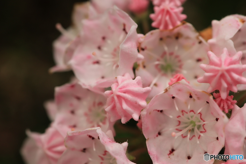 開花まえアポロ