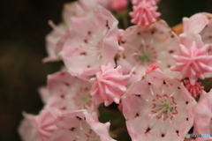開花まえアポロ