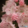 開花まえアポロ