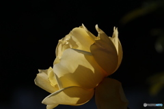 光さす黄薔薇
