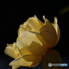 光さす黄薔薇