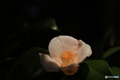 この色もいいかも