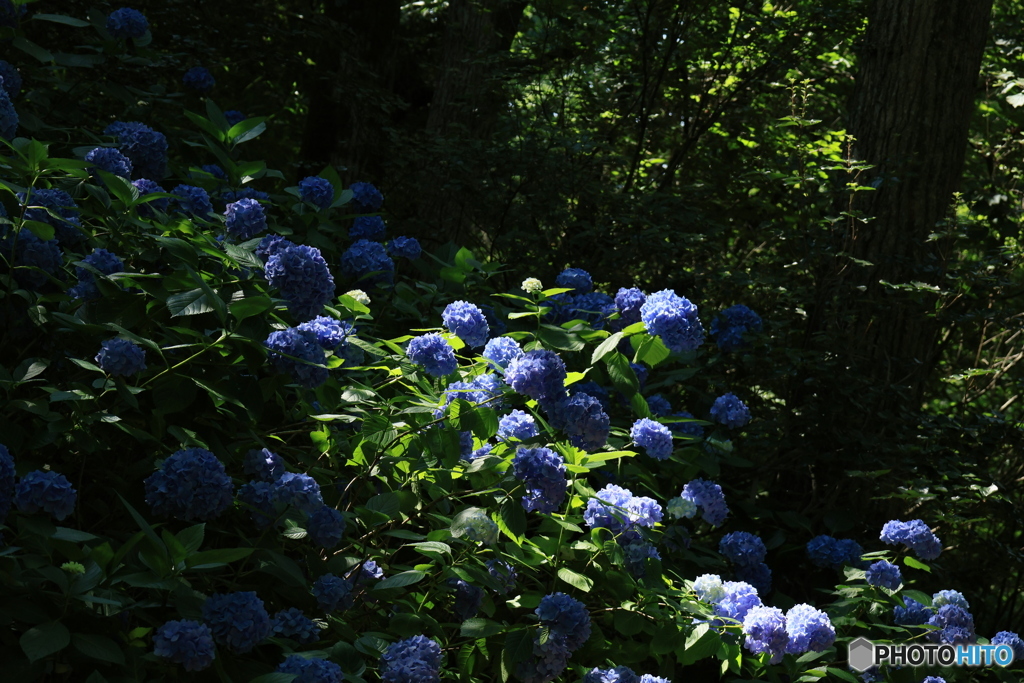 6/29紫陽花21