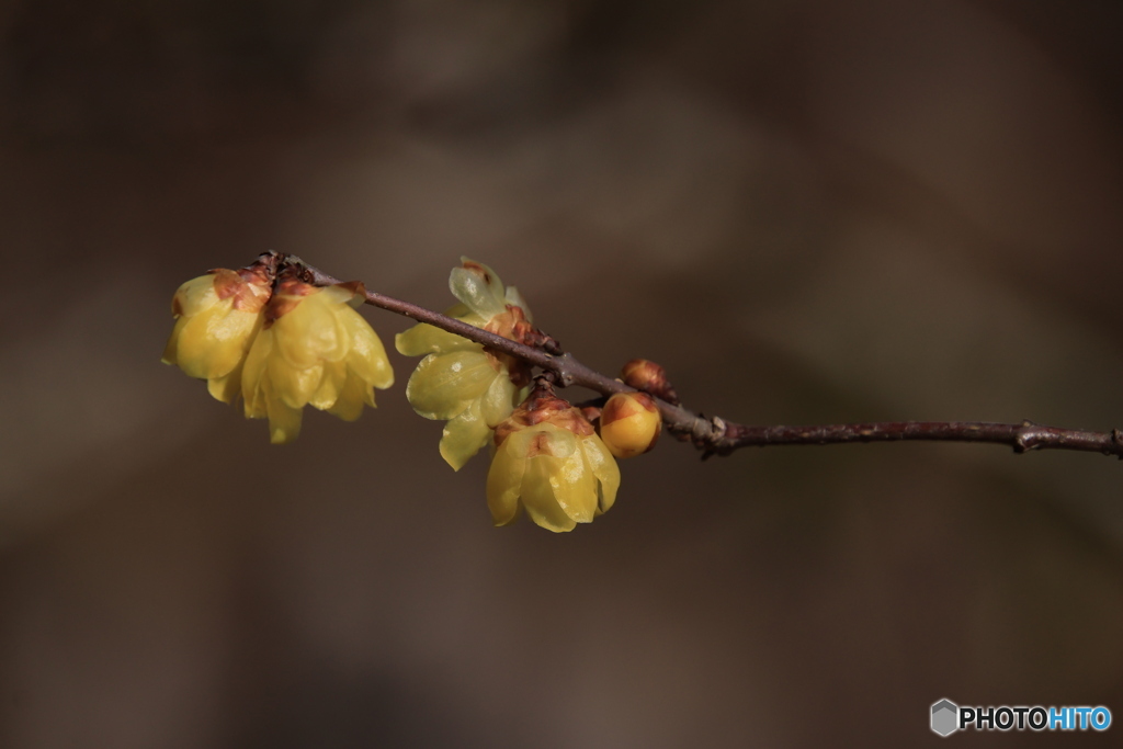 森からの春の便り3