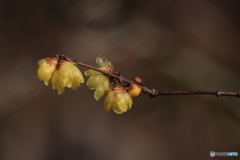 森からの春の便り3