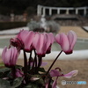 花の庭園