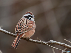 鳥撮影３
