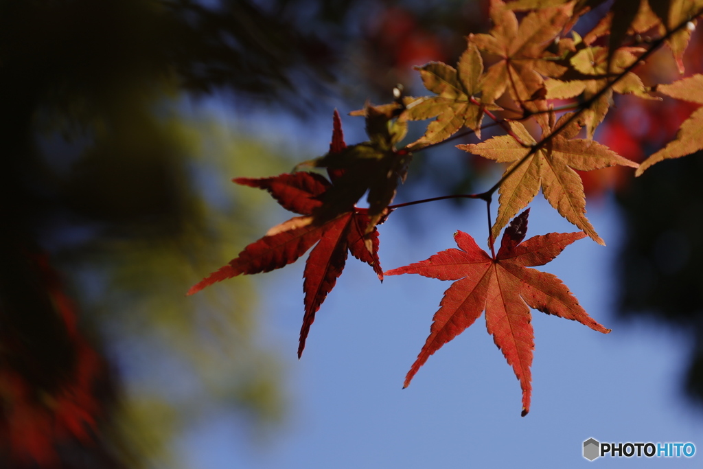 晩秋の相楽園24